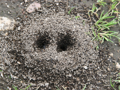 Nidi di formica del genere Messor